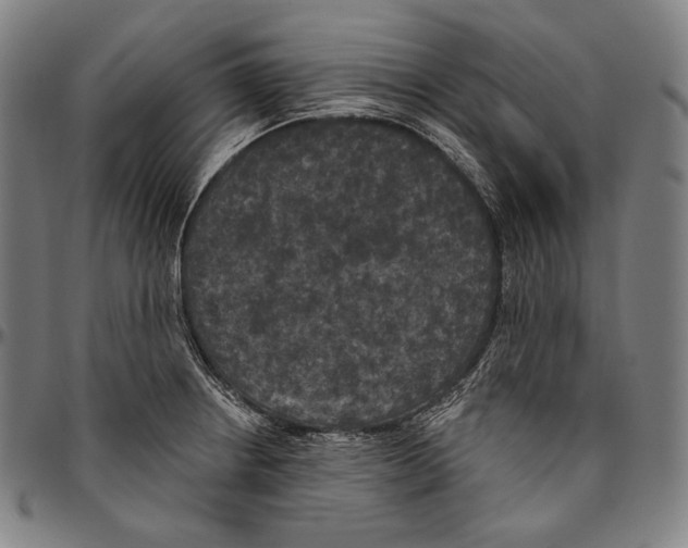 X0000096491234200802211230