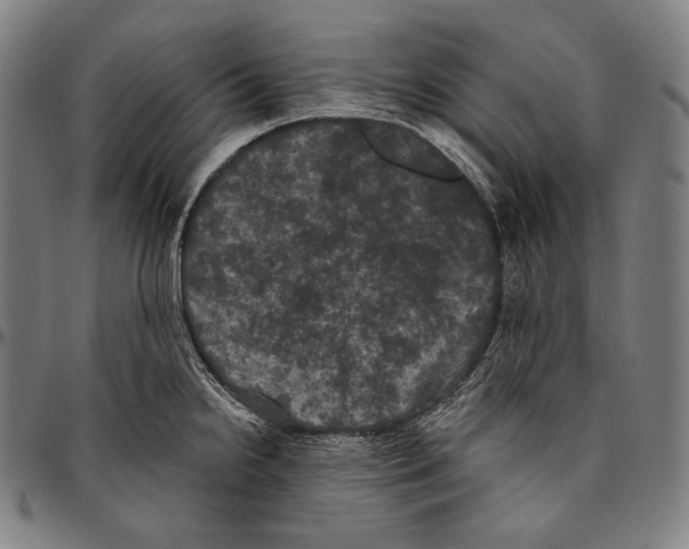 X0000096491238200802211230