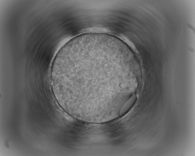 X0000096491248200802211230