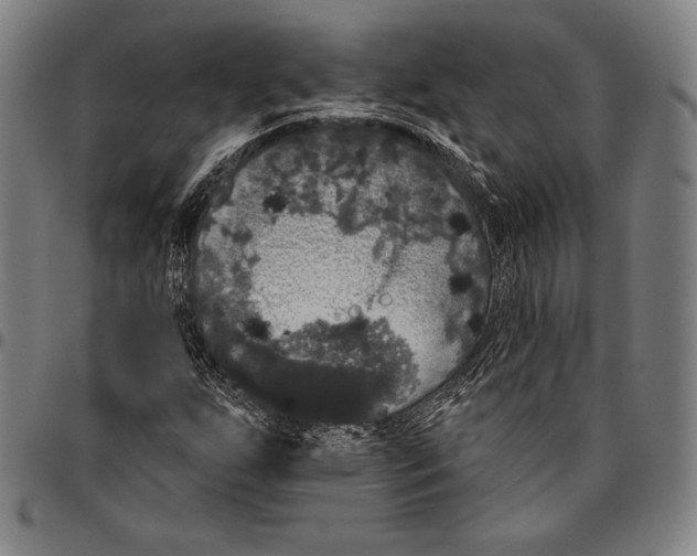 X0000096491255200802211229