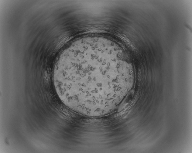 X0000096491257200802211229