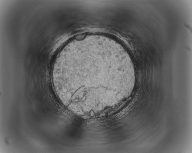 X0000096491263200802211229