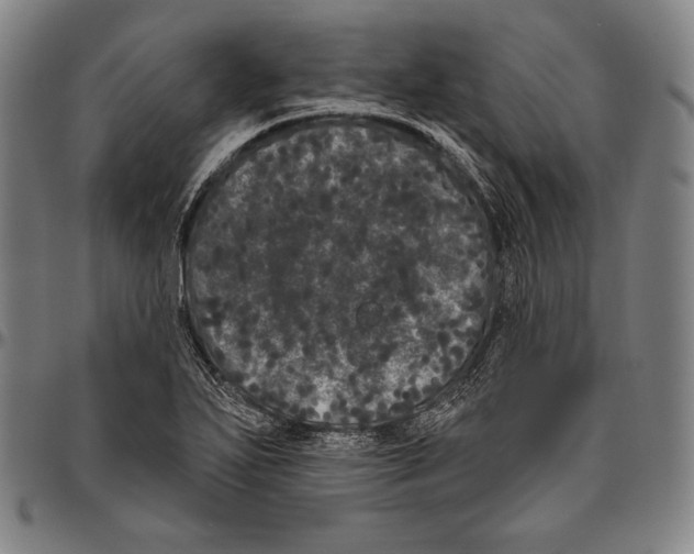 X0000096491271200802211229