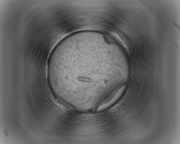 X0000096491276200802211229