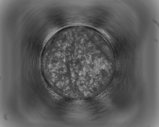 X0000096491279200802211229