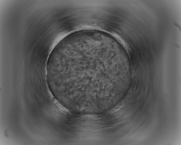 X0000096491287200802211229