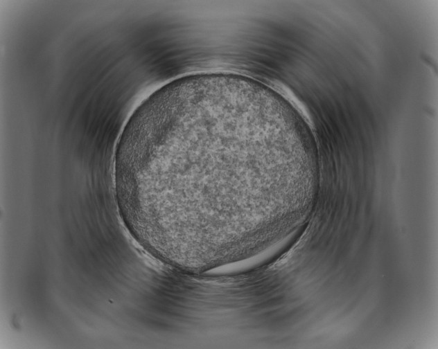 X0000096491388200802211227