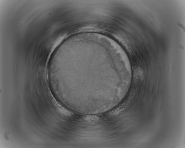 X0000096491466200802211226