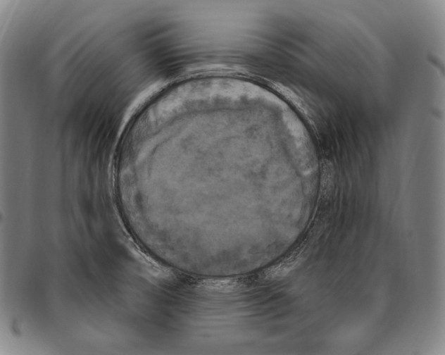 X0000096491474200802211226