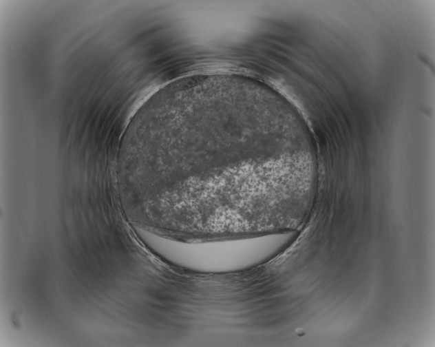 X0000096491481200802211226