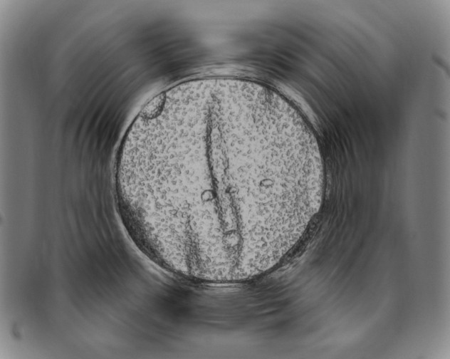 X0000096491483200802211226