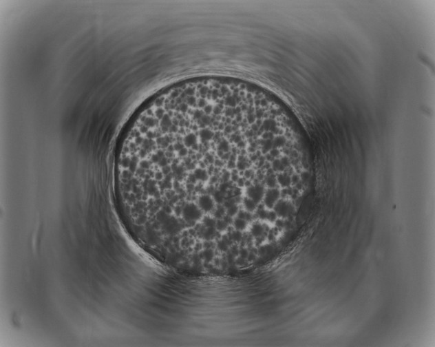 X0000096491515200802211225