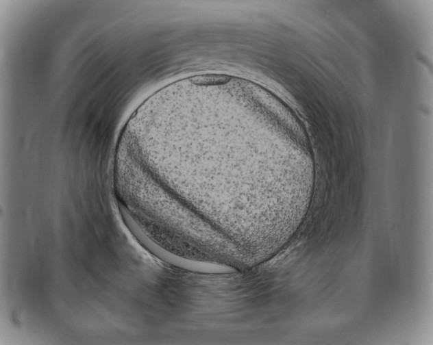 X0000096491536200802211226