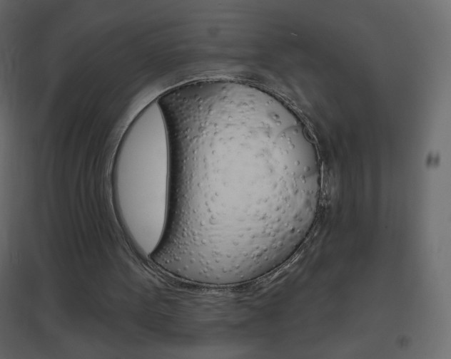 X0000096630099200802050943