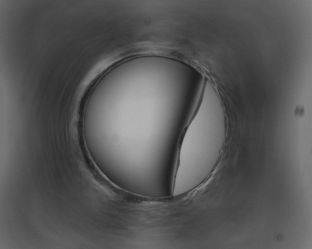 X0000096630150200802050942