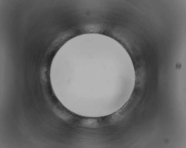 X0000096630162200802050942