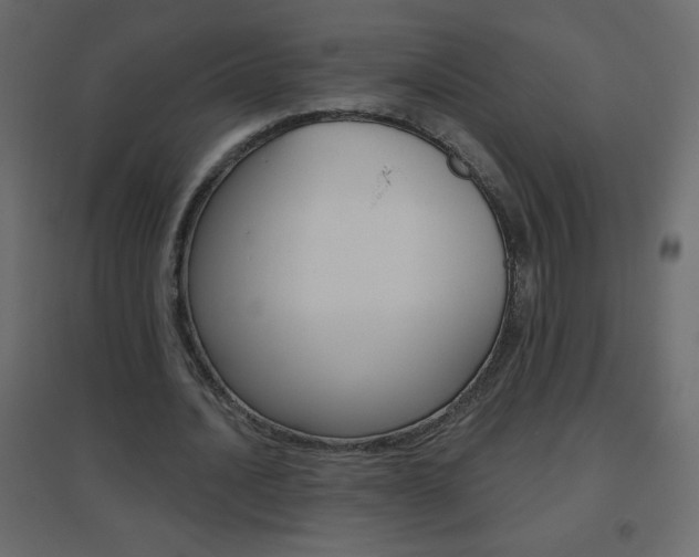X0000096630628200802050935