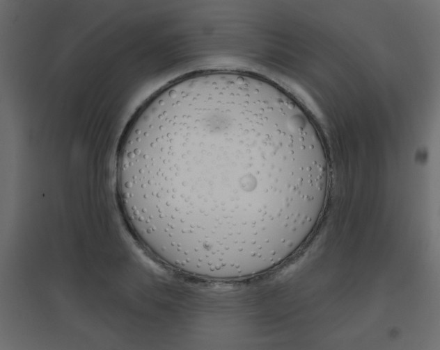 X0000096630839200802050932