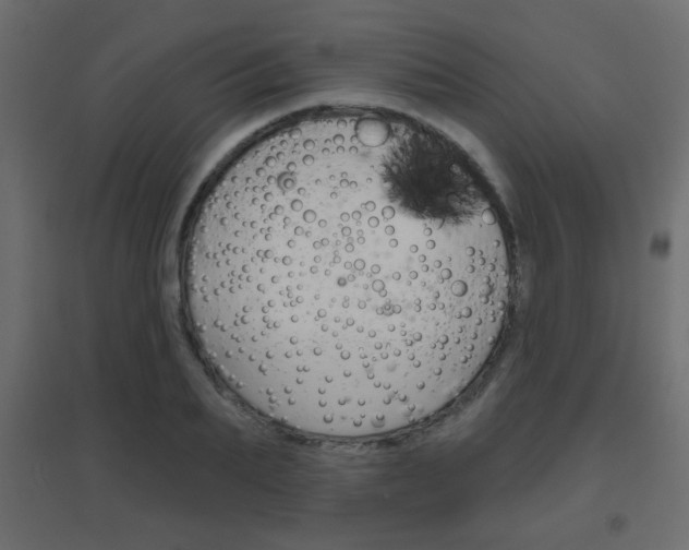 X0000096630887200802050931