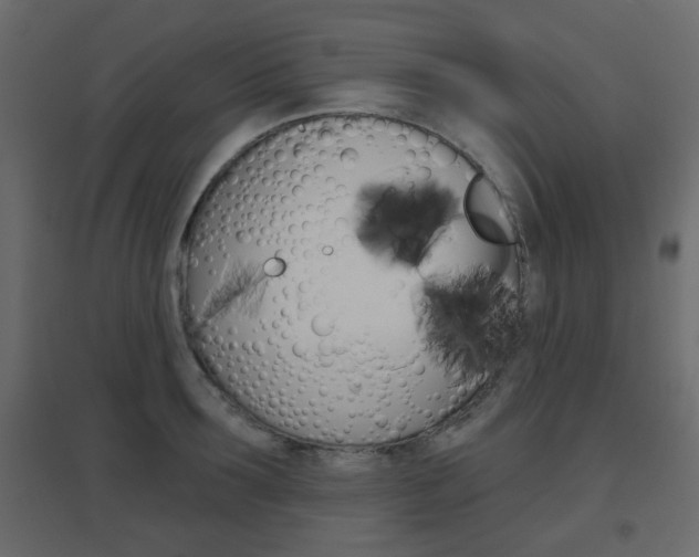 X0000096630899200802050931