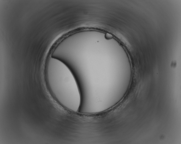 X0000096630976200802050930