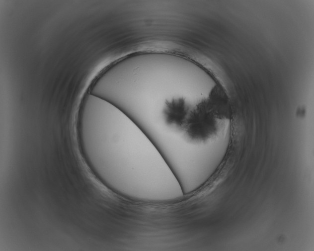 X0000096631083200802050928