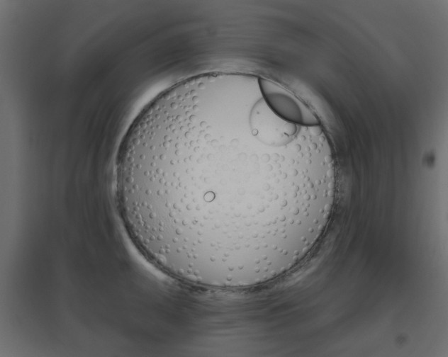 X0000096631095200802050928