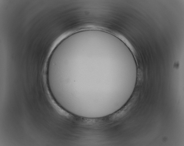 X0000096631098200802050928
