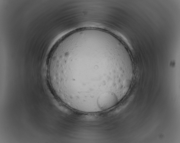 X0000096631125200802050927