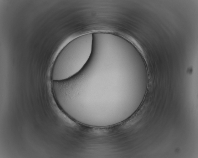 X0000096631243200802050926