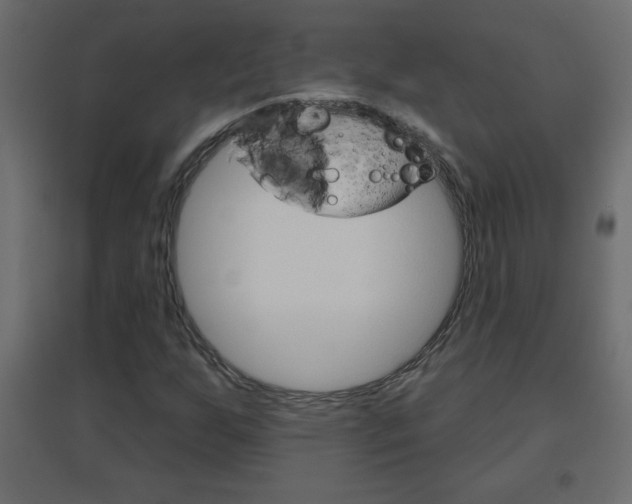 X0000096631255200802050925