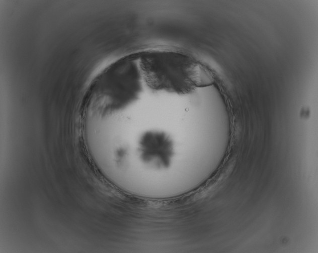 X0000096631267200802050925