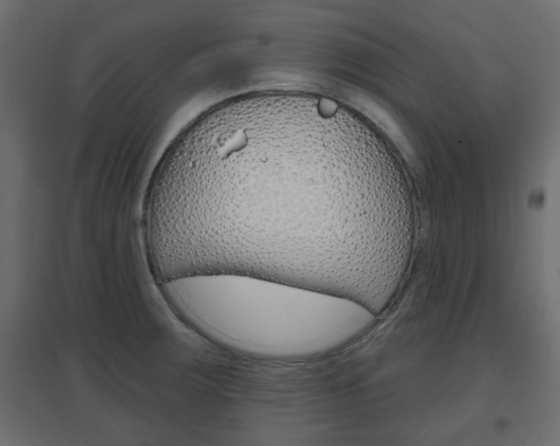X0000096631283200802050925