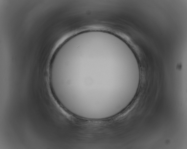 X0000096631286200802050925