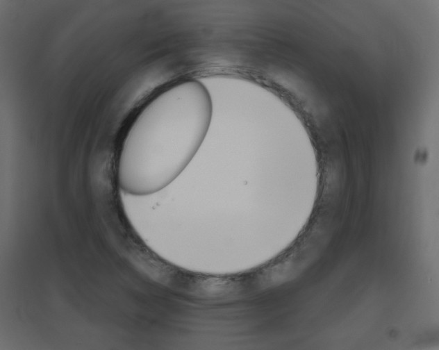 X0000096631314200802050924