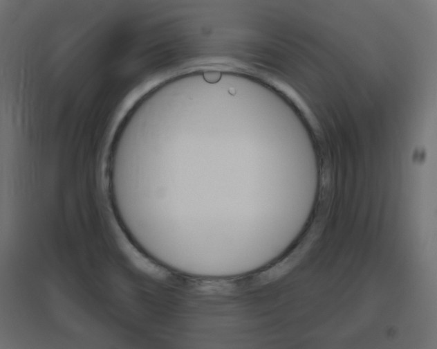 X0000096631466200802050922