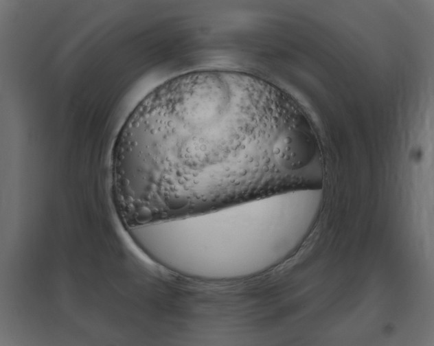 X0000096631479200802050922