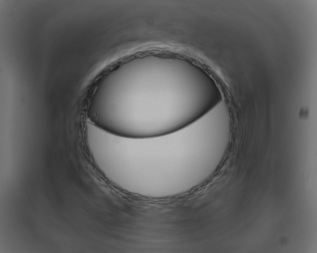 X0000096631496200802050921