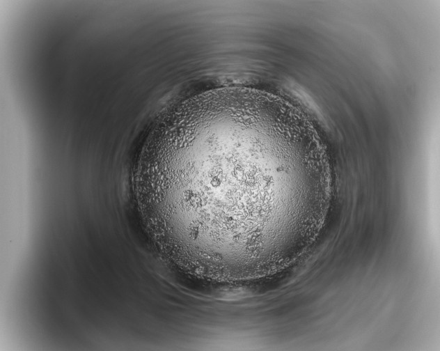 X0000096630169200802051114