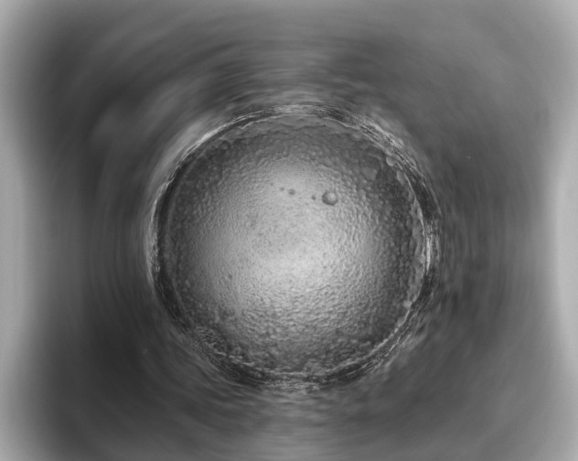 X0000096630339200802051111