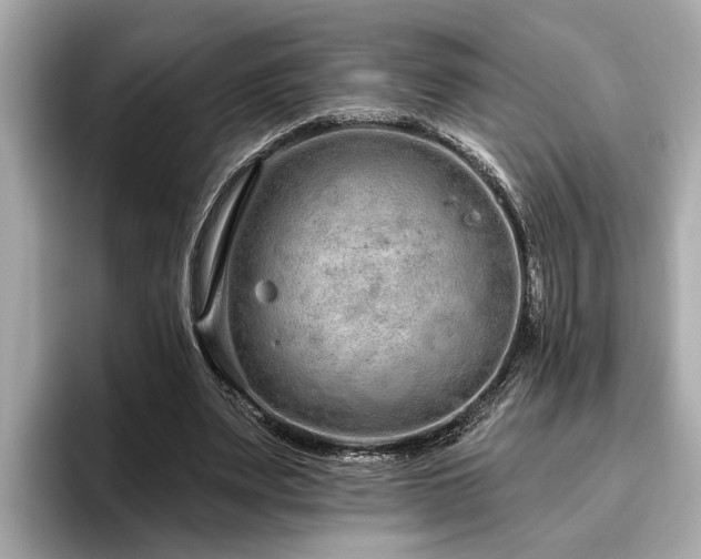 X0000096630487200802051110