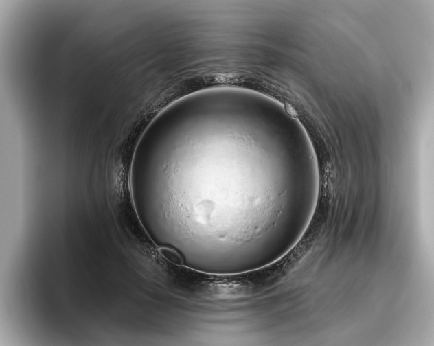 X0000096630650200802051108