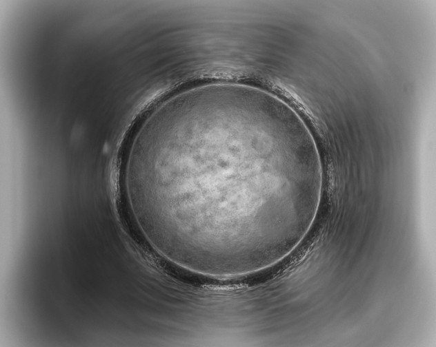 X0000096630679200802051107