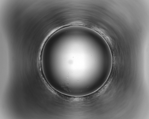 X0000096630808200802051105