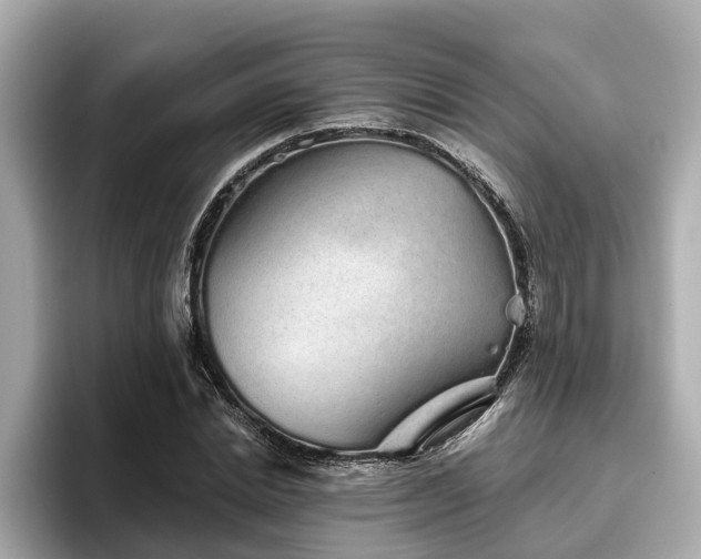 X0000096630830200802051105