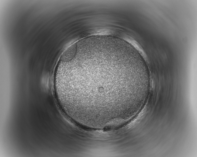 X0000096630850200802051105