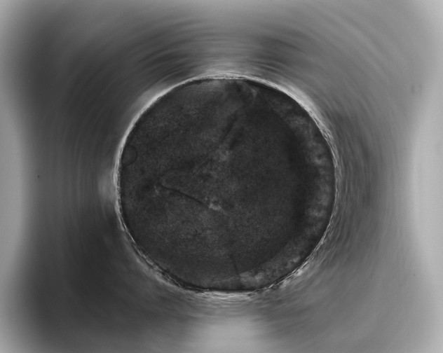 X0000096630864200802051105