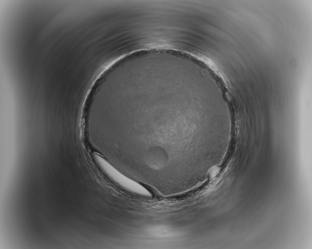 X0000096630879200802051105