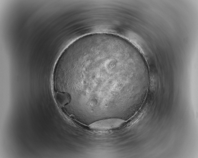 X0000096630895200802051104