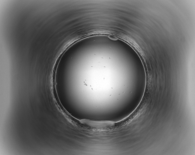 X0000096630898200802051104